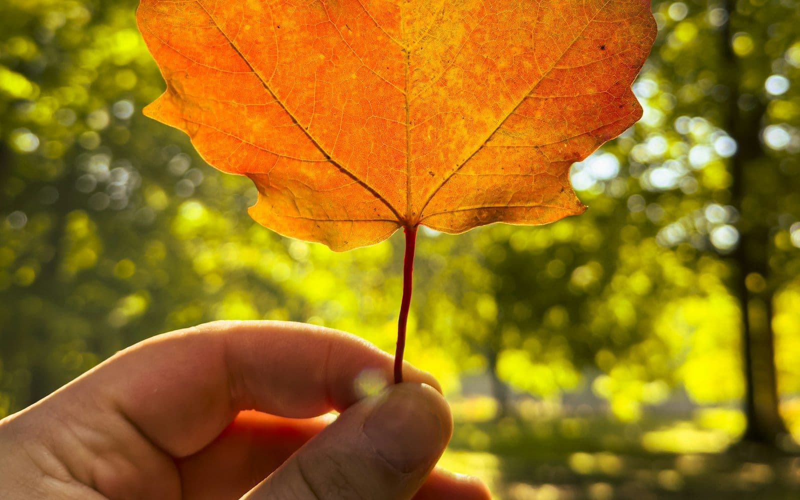 Happy Thanksgiving from Chase Global Immigration